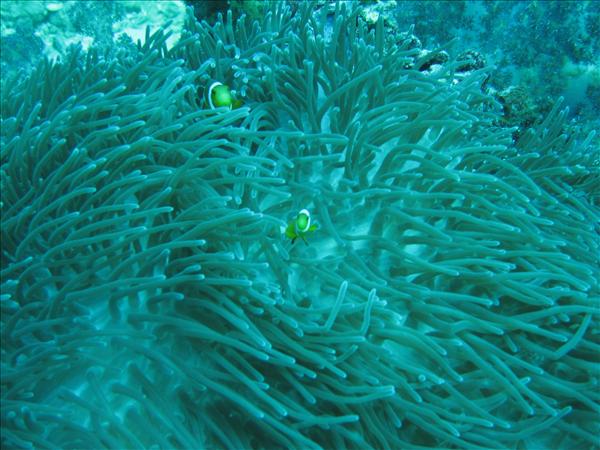 Similan Day 1 026.jpg
